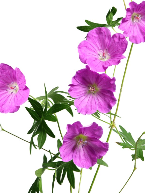 GERANIUM - natural essential oil