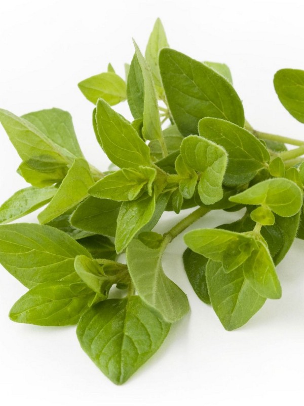 OREGANO - natural essential oil