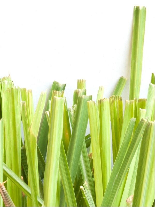 CITRONELA - naravno eterično olje