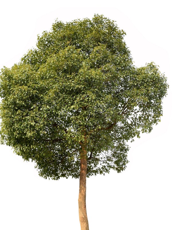 CAMPHOR - essential oil