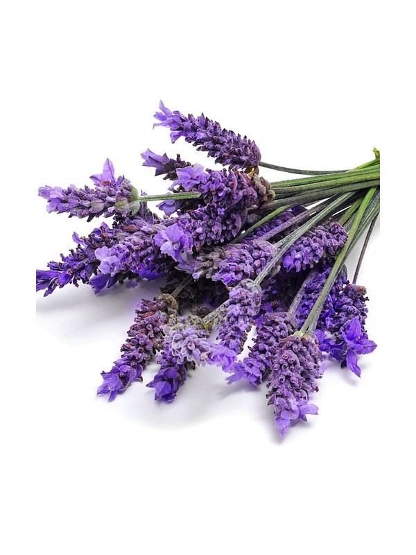 LAVENDER essential oil