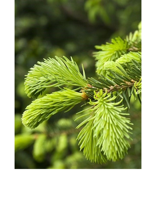 SMREKOVI VRŠIČKI Naravno eterično olje