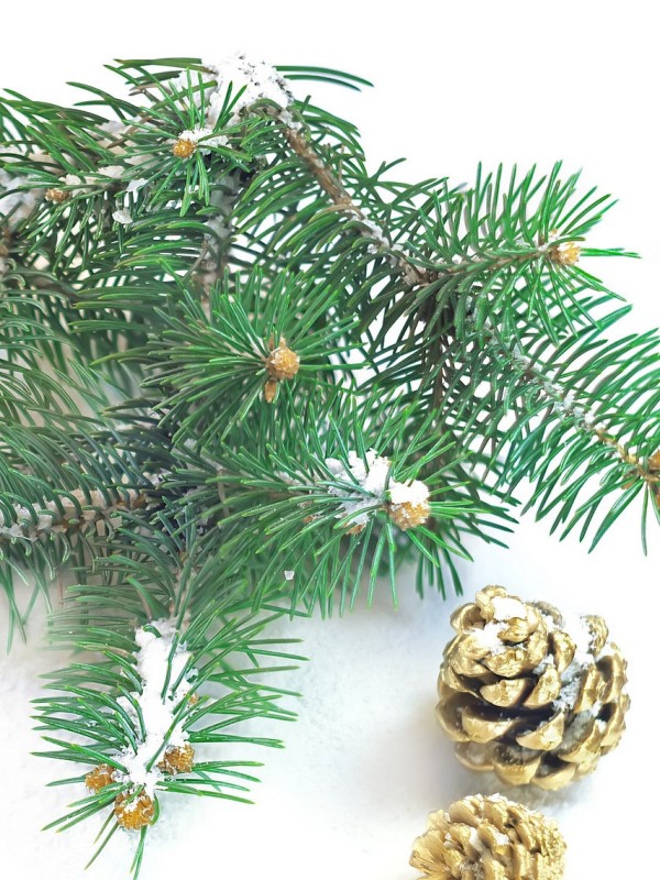 SMREKA Naravno eterično olje