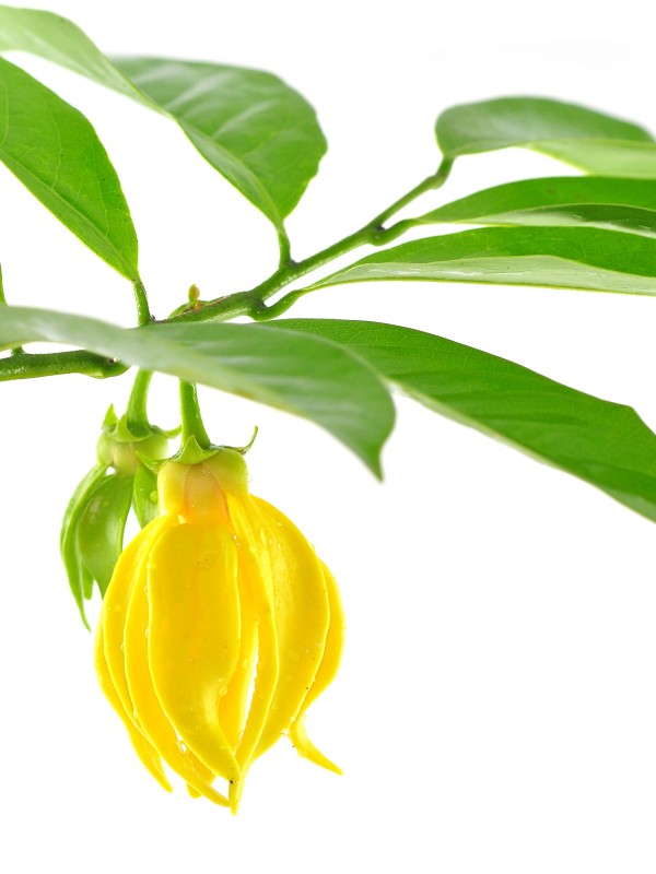 YLANG YLANG Naravno eterično olje