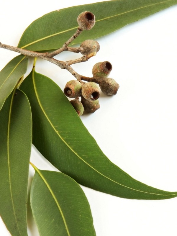 EUCALYPTUS essential oil