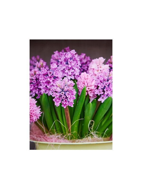 HYACINTH perfume oil