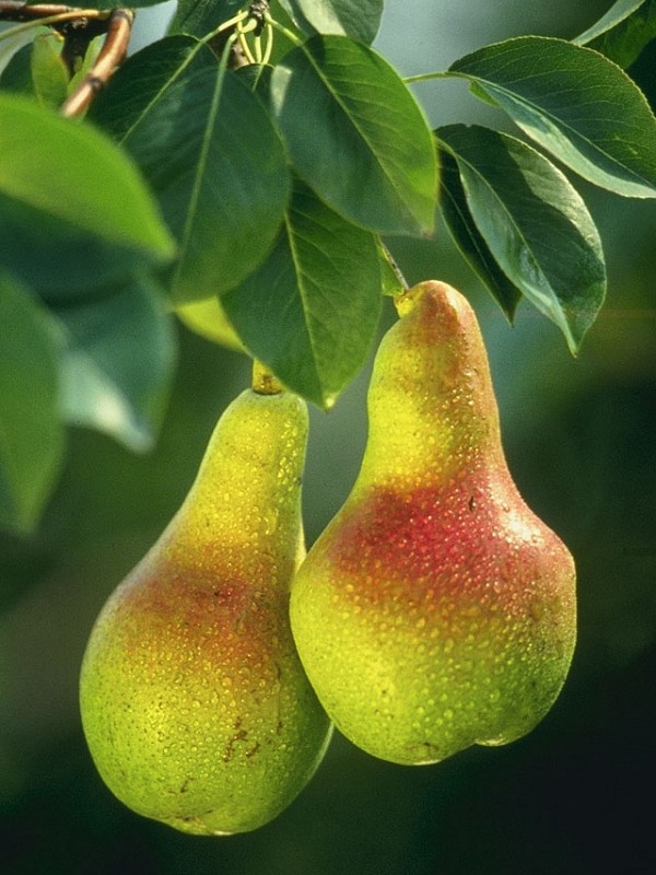 PEAR perfume oil