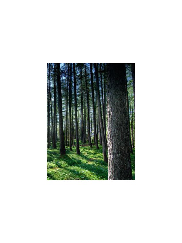 Perfume oil CONIFEROUS FOREST
