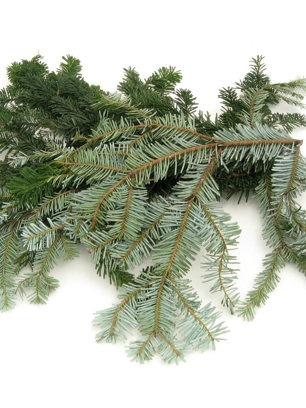 SILVER FIR  essential oil