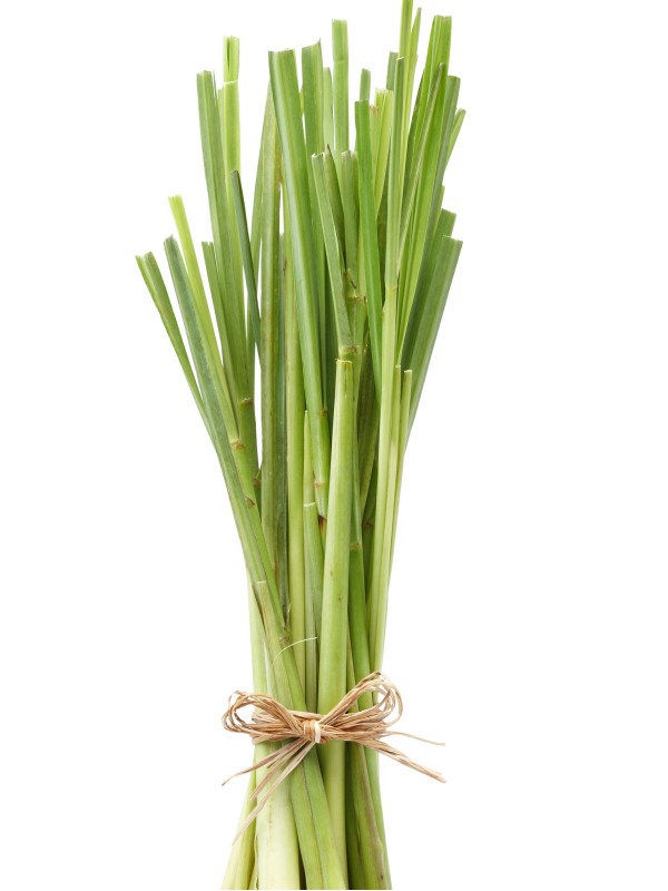 LEMON GRASS essential oil