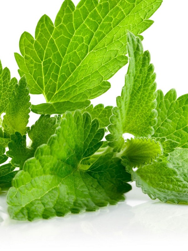 MINT essential oil 