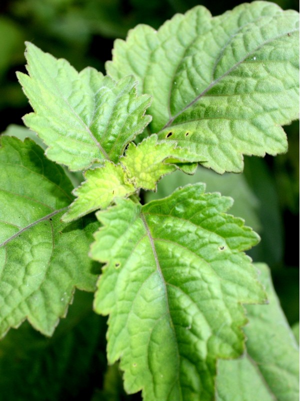 PATCHOULI essential oil