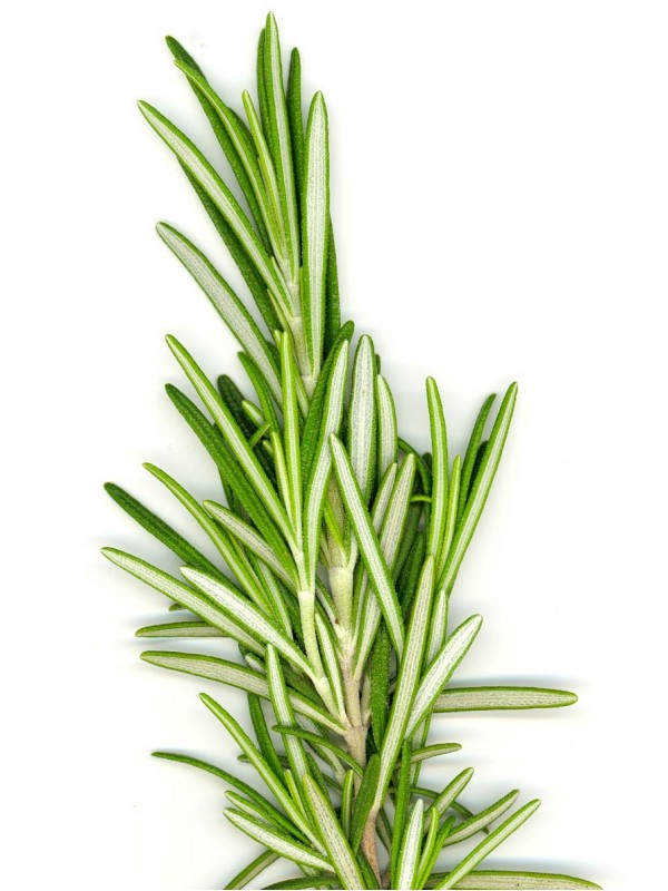 ROSEMARY essential oil