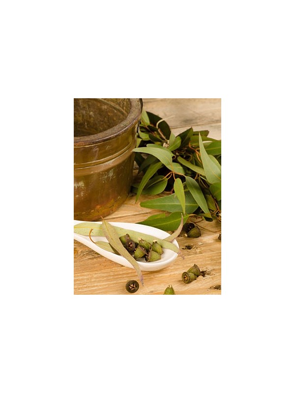 EUCALYPTUS sauna oil 10 ml