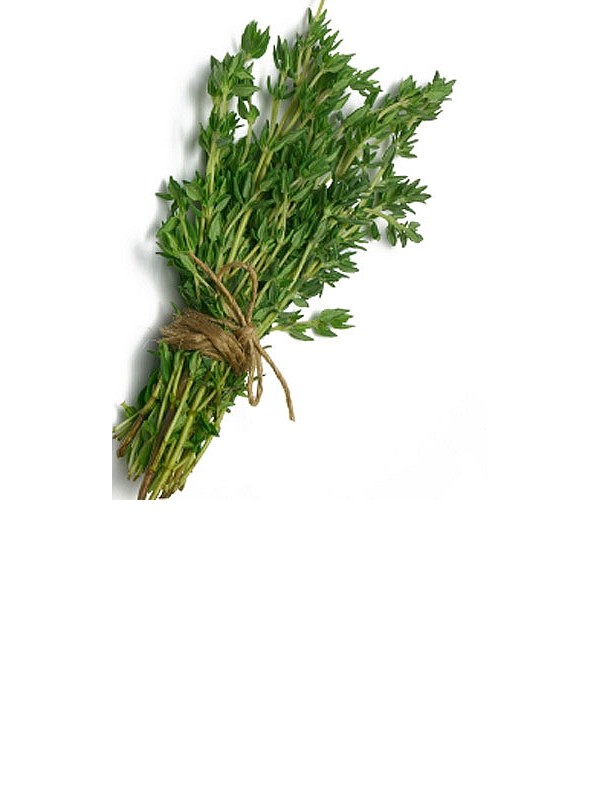 THYME essential oil