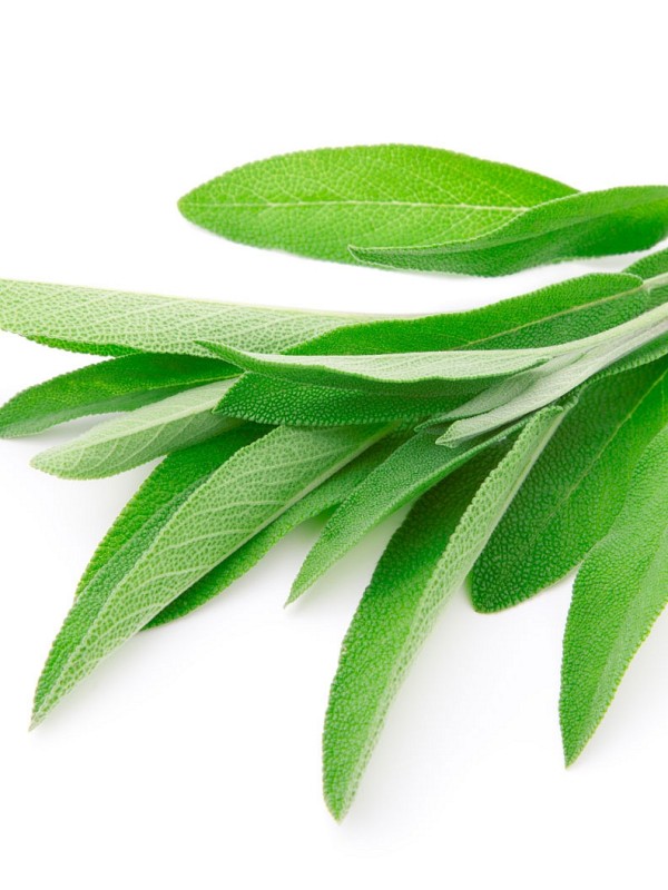 SAGE essential oil